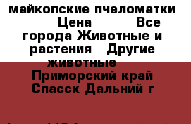  майкопские пчеломатки F-1  › Цена ­ 800 - Все города Животные и растения » Другие животные   . Приморский край,Спасск-Дальний г.